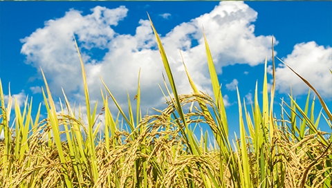 第二届中国优质稻米之乡▪五常大米节